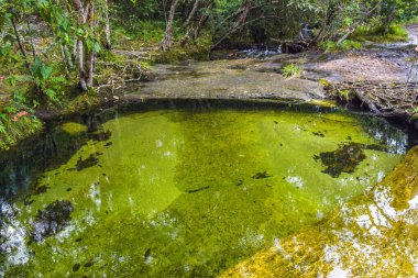 San Jose del Guaviare, Kolombiya 'da yemyeşil yemliklerle çevrili sakin bir doğal havuz bölgenin şaşırtıcı biyolojik çeşitliliğini gözler önüne seriyor.