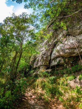 Guaviare, Kolombiya 'da yemyeşil ve kaya oluşumlarıyla çevrili dar bir patika içeren canlı bir orman sahnesi.