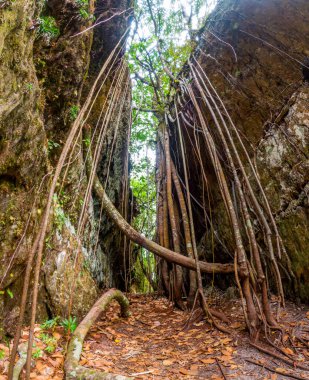 San Jose del Guaviare, Kolombiya 'da yüksek kaya duvarları ve asmalarla çevrili sakin bir orman yolu, doğa aşıkları için mükemmel.