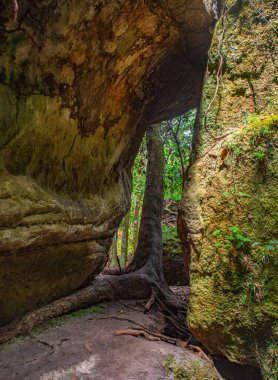 Guaviare, Kolombiya 'daki yosun kaplı kayaların ve canlı yeşilliğin çarpıcı manzarası doğanın güzelliğini ve sükunetini gözler önüne seriyor.