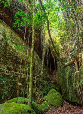 Berrak, güneşli bir kanyon yemyeşil ve yükselen ağaçlarla dolu Guaviare, Kolombiya 'nın doğal güzelliğini gözler önüne seriyor.