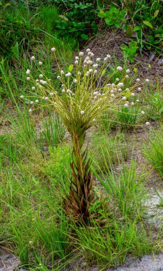 Narin beyaz çiçekleri olan çarpıcı bir bitki Guaviare, Kolombiya 'daki yemyeşil çimlerin arasında göze çarpıyor. Doğa meraklıları için mükemmel.