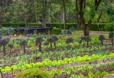 Bogot Botanik Bahçesi 'ndeki yemyeşil sebze bahçesinde açık havada çeşitli bitkiler ve canlı renkler sergileniyor.