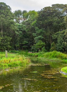 Bogot, Kolombiya Botanik Bahçesi 'ndeki yemyeşil ve sakin suların sakin manzarası doğanın güzelliğini ve sükunetini gözler önüne seriyor.