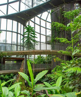 Canlı su bitkileri ve nilüferler Bogot 'nun Botanik Bahçesi' nde huzurlu bir ortamda doğanın güzelliğini gösteren sakin bir sahne yaratıyor.