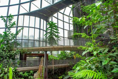 Canlı su bitkileri ve nilüferler Bogot 'nun Botanik Bahçesi' nde huzurlu bir ortamda doğanın güzelliğini gösteren sakin bir sahne yaratıyor.