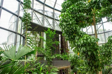 Canlı su bitkileri ve nilüferler Bogot 'nun Botanik Bahçesi' nde huzurlu bir ortamda doğanın güzelliğini gösteren sakin bir sahne yaratıyor.