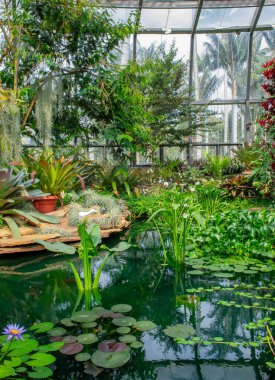 Kolombiya, Bogot Botanik Bahçesi 'nde canlı bitkilerin ve sakin suların bulunduğu yemyeşil bir tropikal manzara.