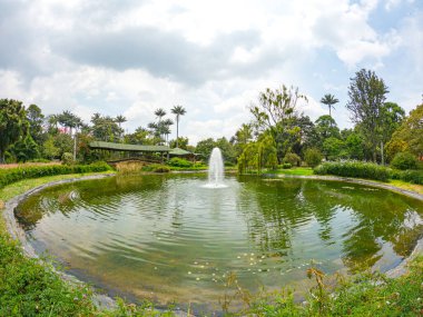 Bogot, Kolombiya Botanik Bahçesi 'nde yemyeşil bir çeşmenin huzurlu manzarası, canlı doğa ve dinginlik sergiliyor.
