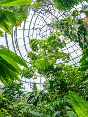 Yeşillik ve çarpıcı cam kubbe Kolombiya 'daki Bogot Botanik Bahçesi' nde canlı bir tropik bahçe oluşturur.