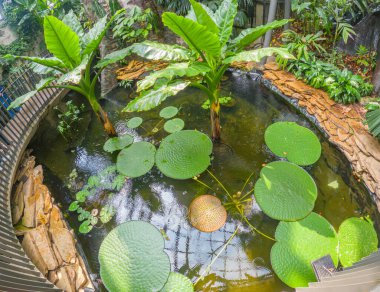 Bogot Botanik Bahçesi 'nde geniş nilüferlerin ve yemyeşil çiçeklerin sakin manzarası doğanın güzelliğini gözler önüne seriyor.