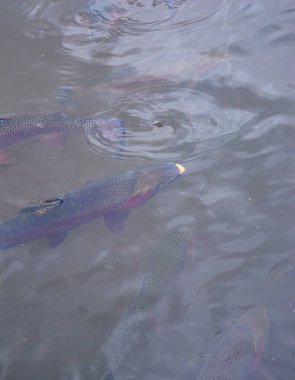 Renkli alabalıklar, Laguna del Cumbal, Nario, Kolombiya 'nın sakin sularında yüzer.