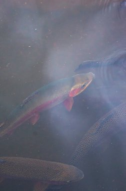 Cumbal Lagoon, Nario, Kolombiya 'nın sakin sularında sisli yansımalarla çevrili renkli alabalıklar yüzüyor.