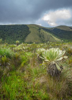 Nario, Kolombiya 'da Laguna del Cumbal' ın manzaralı manzarası, kayan tepeler ve dramatik gökyüzü karşısında narin bitkiler sergileniyor.