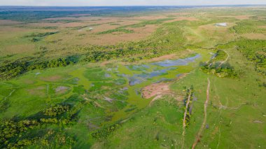 Kazanare, Kolombiya 'nın verimli arazisinde dolambaçlı bir toprak yolun havadan görünüşü canlı yeşil alanlar ve sakin doğal çevreyi gösteriyor..