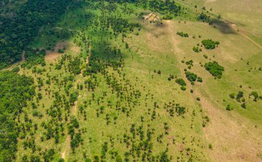 Casanare, Kolombiya 'daki canlı yeşilliklerin çarpıcı bir şekilde yakalanması, bölgenin zengin doğasını ve çeşitli bitki örtüsünü gözler önüne seriyor..