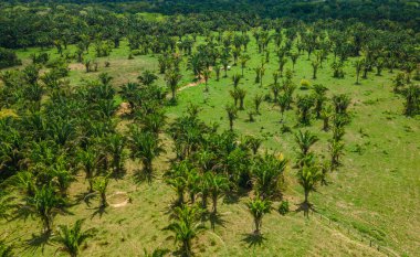 Casanare, Kolombiya 'daki canlı yeşilliklerin çarpıcı bir şekilde yakalanması, bölgenin zengin doğasını ve çeşitli bitki örtüsünü gözler önüne seriyor..
