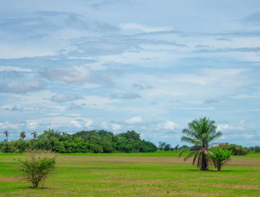 Casanare, Kolombiya 'daki canlı yeşilliklerin çarpıcı bir şekilde yakalanması, bölgenin zengin doğasını ve çeşitli bitki örtüsünü gözler önüne seriyor..
