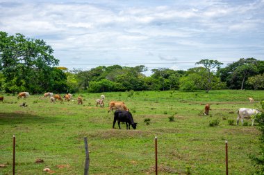 Casanare, Kolombiya 'daki canlı yeşilliklerin çarpıcı bir şekilde yakalanması, bölgenin zengin doğasını ve çeşitli bitki örtüsünü gözler önüne seriyor..