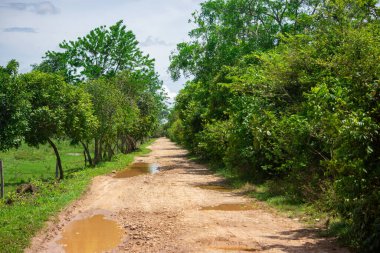 Casanare, Kolombiya 'daki canlı yeşilliklerin çarpıcı bir şekilde yakalanması, bölgenin zengin doğasını ve çeşitli bitki örtüsünü gözler önüne seriyor..