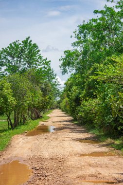 Casanare, Kolombiya 'daki canlı yeşilliklerin çarpıcı bir şekilde yakalanması, bölgenin zengin doğasını ve çeşitli bitki örtüsünü gözler önüne seriyor..