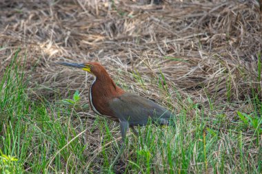 Casanare, Kolombiya 'daki canlı yeşilliklerin çarpıcı bir şekilde yakalanması, bölgenin zengin doğasını ve çeşitli bitki örtüsünü gözler önüne seriyor..