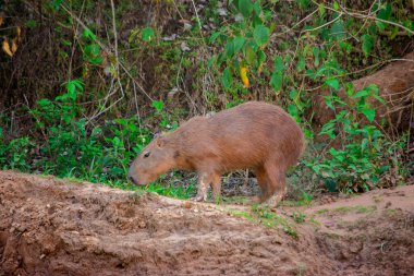 Casanare, Kolombiya 'daki canlı yeşilliklerin çarpıcı bir şekilde yakalanması, bölgenin zengin doğasını ve çeşitli bitki örtüsünü gözler önüne seriyor..