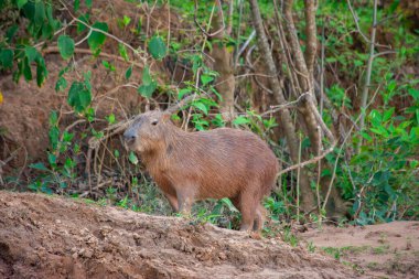 Casanare, Kolombiya 'daki canlı yeşilliklerin çarpıcı bir şekilde yakalanması, bölgenin zengin doğasını ve çeşitli bitki örtüsünü gözler önüne seriyor..