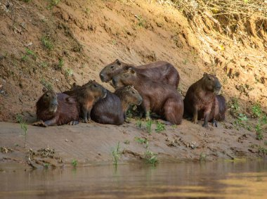Casanare, Kolombiya 'daki canlı yeşilliklerin çarpıcı bir şekilde yakalanması, bölgenin zengin doğasını ve çeşitli bitki örtüsünü gözler önüne seriyor..
