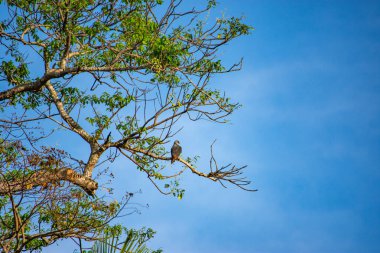 Casanare, Kolombiya 'daki nehir kıyısında dinlenen bir grup kapibara bölgenin zengin yaban hayatı ve doğal güzelliğini gözler önüne seriyor..