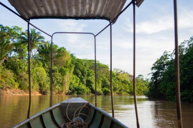 Casanare, Kolombiya 'daki nehir kıyısında dinlenen bir grup kapibara bölgenin zengin yaban hayatı ve doğal güzelliğini gözler önüne seriyor..