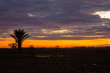 Casanare, Kolombiya 'daki nehir kıyısında dinlenen bir grup kapibara bölgenin zengin yaban hayatı ve doğal güzelliğini gözler önüne seriyor..