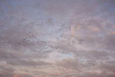 Casanare, Kolombiya 'daki nehir kıyısında dinlenen bir grup kapibara bölgenin zengin yaban hayatı ve doğal güzelliğini gözler önüne seriyor..