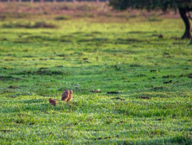 Kazanare, Kolombiya 'da, yumuşak güneş ışığı altında yemyeşil bir tarlada duran iki oyuk baykuşu..