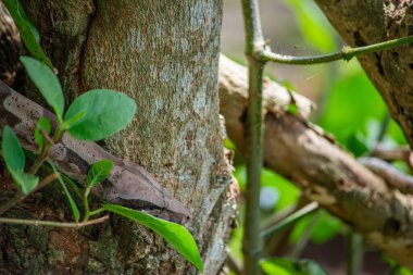 Kazanare, Kolombiya 'da, yumuşak güneş ışığı altında yemyeşil bir tarlada duran iki oyuk baykuşu..