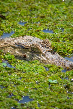 Kazanare, Kolombiya 'da, yumuşak güneş ışığı altında yemyeşil bir tarlada duran iki oyuk baykuşu..