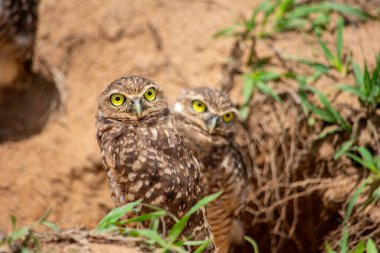 Kolombiya, Casanare 'deki yeşil su tesislerinden çıkan bir kayman başı doğanın güzelliğini gözler önüne seriyor..