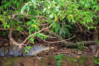 Kazanare, Kolombiya 'da kumlu zeminde bir arada duran dört baykuş kendilerine özgü özelliklerini doğal bir ortamda sergiliyorlar..