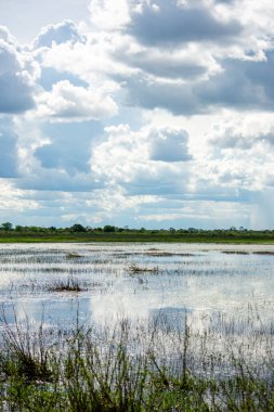 Kazanare, Kolombiya 'da kumlu zeminde bir arada duran dört baykuş kendilerine özgü özelliklerini doğal bir ortamda sergiliyorlar..