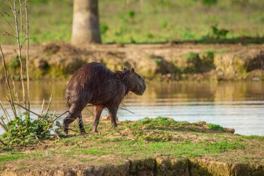 Kolombiya, Casanare 'de doğa tarafından çevrelenmiş sığ sularda dinlenen bir timsahın yakın çekimi. Vahşi yaşamın güzelliğini yakalar..