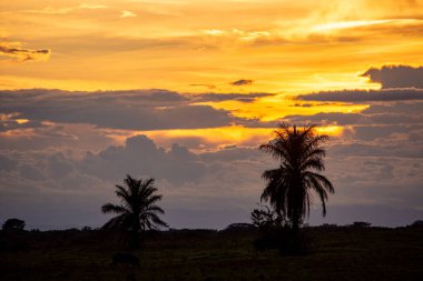 Kolombiya, Casanare 'de doğa tarafından çevrelenmiş sığ sularda dinlenen bir timsahın yakın çekimi. Vahşi yaşamın güzelliğini yakalar..