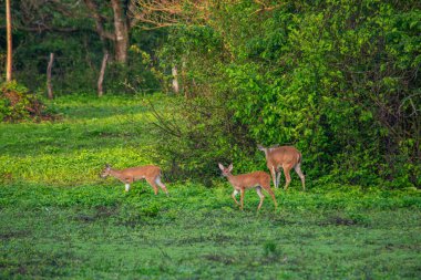 Kolombiya, Casanare 'de yeşil çimlerin üzerinde duran bir capybara bu sakin ortamda doğanın ve vahşi yaşamın güzelliğini gözler önüne seriyor..
