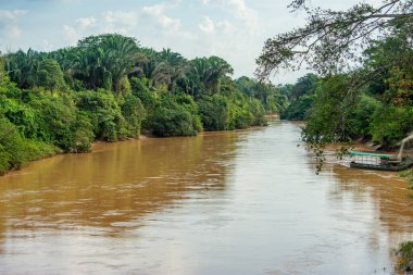 Kolombiya 'nın zengin biyolojik çeşitliliği Casanare' deki canlı yeşil yaprakların arasında ağaç dalına karışan bir kuş..