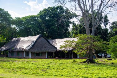 Kolombiya 'nın zengin biyolojik çeşitliliği Casanare' deki canlı yeşil yaprakların arasında ağaç dalına karışan bir kuş..