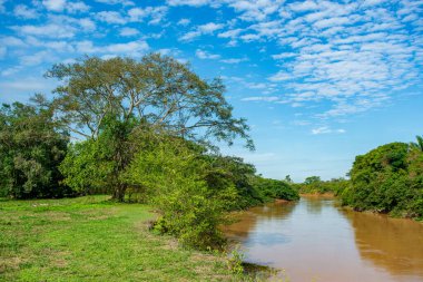 Kolombiya 'nın zengin biyolojik çeşitliliği Casanare' deki canlı yeşil yaprakların arasında ağaç dalına karışan bir kuş..