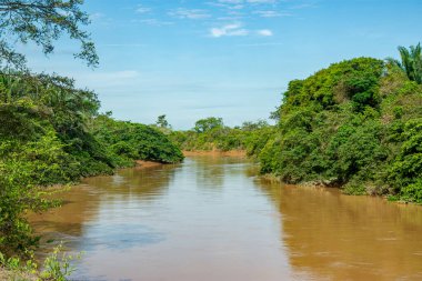 Kolombiya 'nın zengin biyolojik çeşitliliği Casanare' deki canlı yeşil yaprakların arasında ağaç dalına karışan bir kuş..