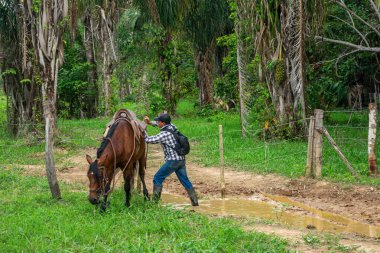 Kolombiya 'nın zengin biyolojik çeşitliliği Casanare' deki canlı yeşil yaprakların arasında ağaç dalına karışan bir kuş..