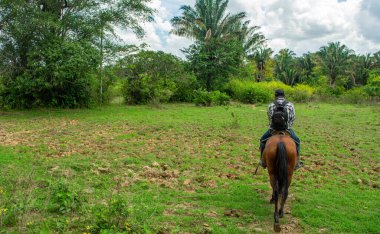 Kolombiya 'nın zengin biyolojik çeşitliliği Casanare' deki canlı yeşil yaprakların arasında ağaç dalına karışan bir kuş..