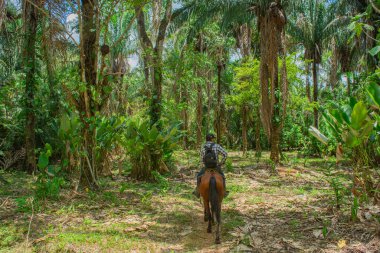Kolombiya 'nın zengin biyolojik çeşitliliği Casanare' deki canlı yeşil yaprakların arasında ağaç dalına karışan bir kuş..