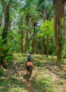 Kolombiya 'nın zengin biyolojik çeşitliliği Casanare' deki canlı yeşil yaprakların arasında ağaç dalına karışan bir kuş..